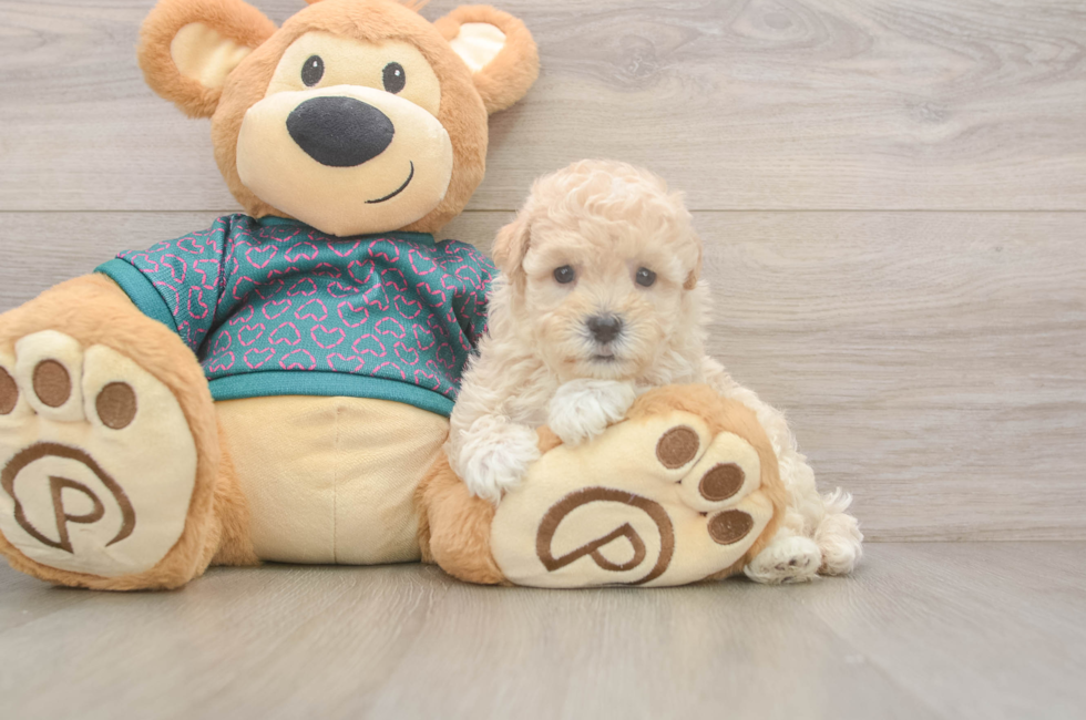 5 week old Maltipoo Puppy For Sale - Pilesgrove Pups