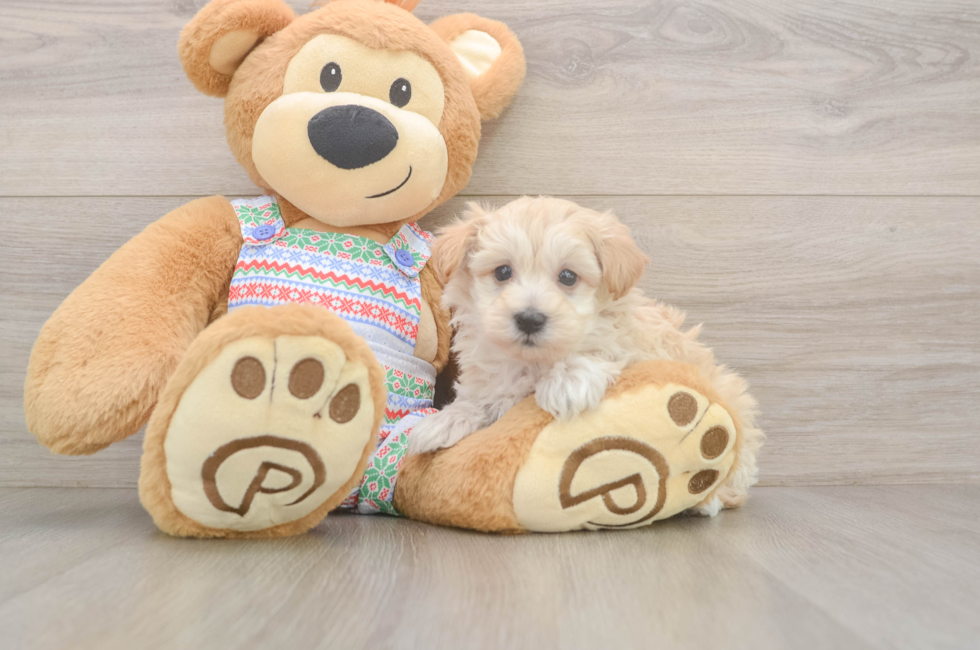 5 week old Maltipoo Puppy For Sale - Pilesgrove Pups