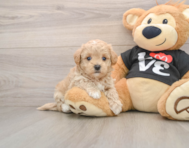 8 week old Maltipoo Puppy For Sale - Pilesgrove Pups