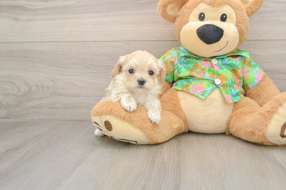 Best Maltipoo Baby