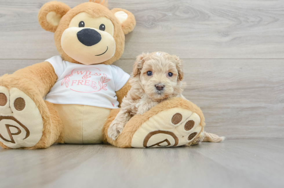 6 week old Maltipoo Puppy For Sale - Pilesgrove Pups