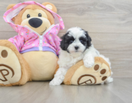 9 week old Maltipoo Puppy For Sale - Pilesgrove Pups