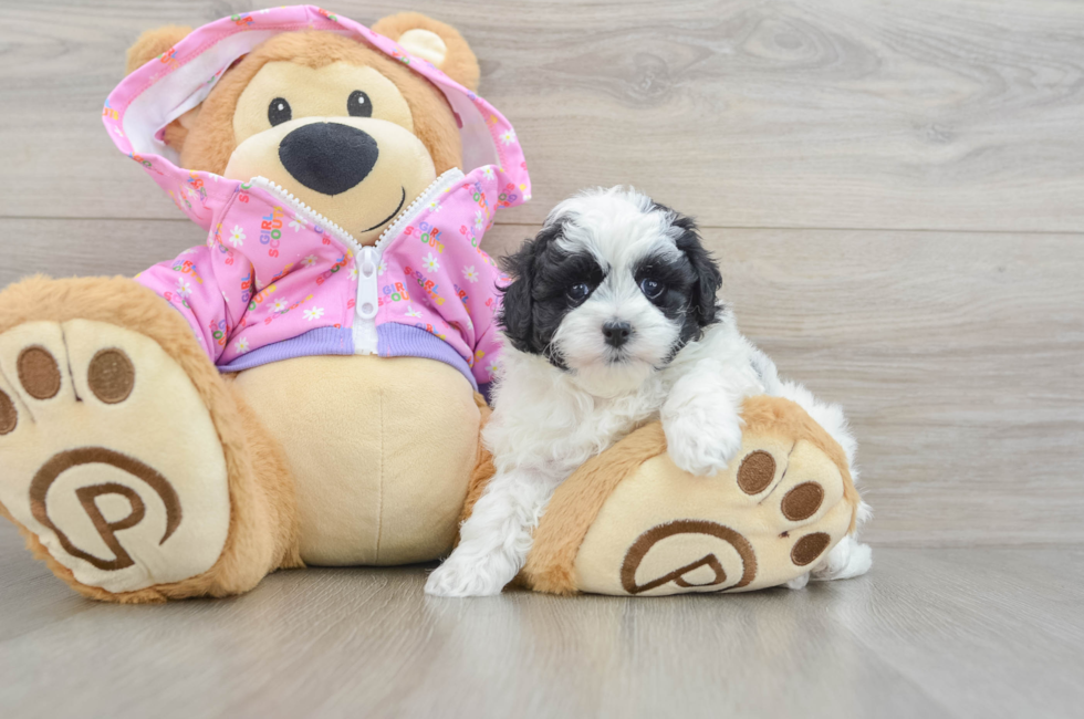 6 week old Maltipoo Puppy For Sale - Pilesgrove Pups