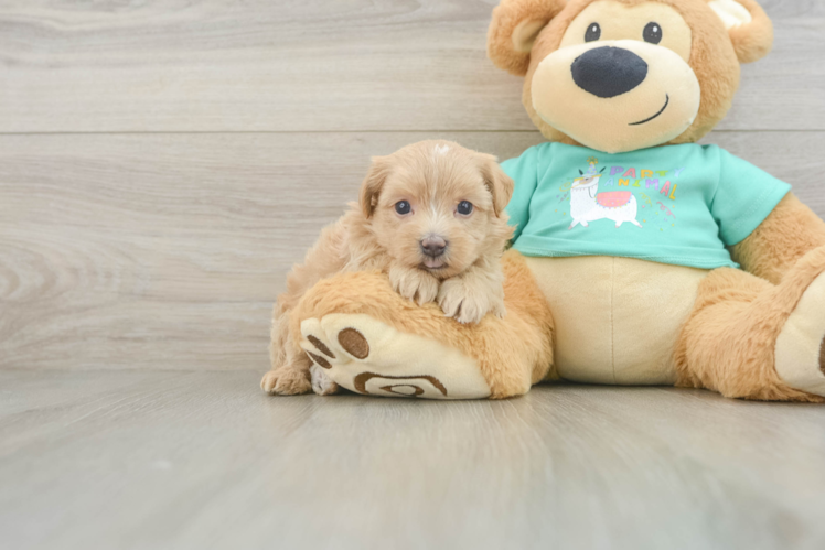 Playful Multipoo Poodle Mix Puppy