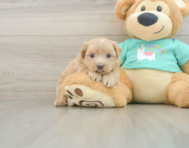 8 week old Maltipoo Puppy For Sale - Pilesgrove Pups