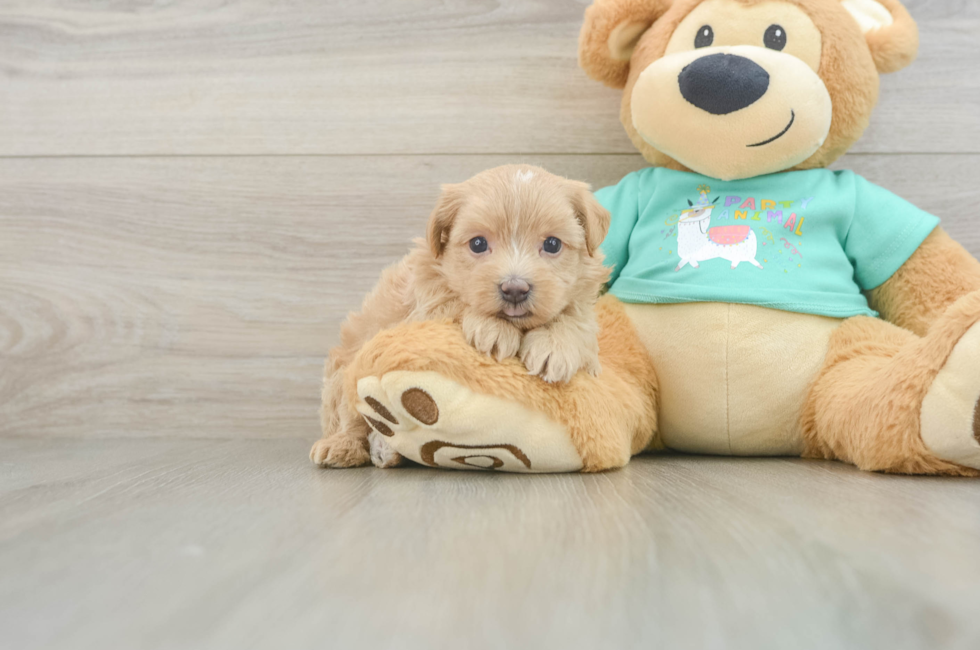 6 week old Maltipoo Puppy For Sale - Pilesgrove Pups