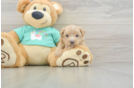 Maltipoo Pup Being Cute