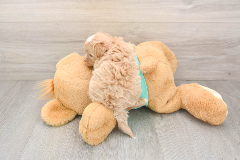 Playful Maltidoodle Poodle Mix Puppy