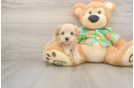 Maltipoo Pup Being Cute