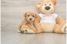 Maltipoo Puppy for Adoption
