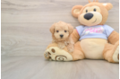 Best Maltipoo Baby