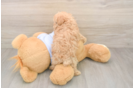 Maltipoo Puppy for Adoption