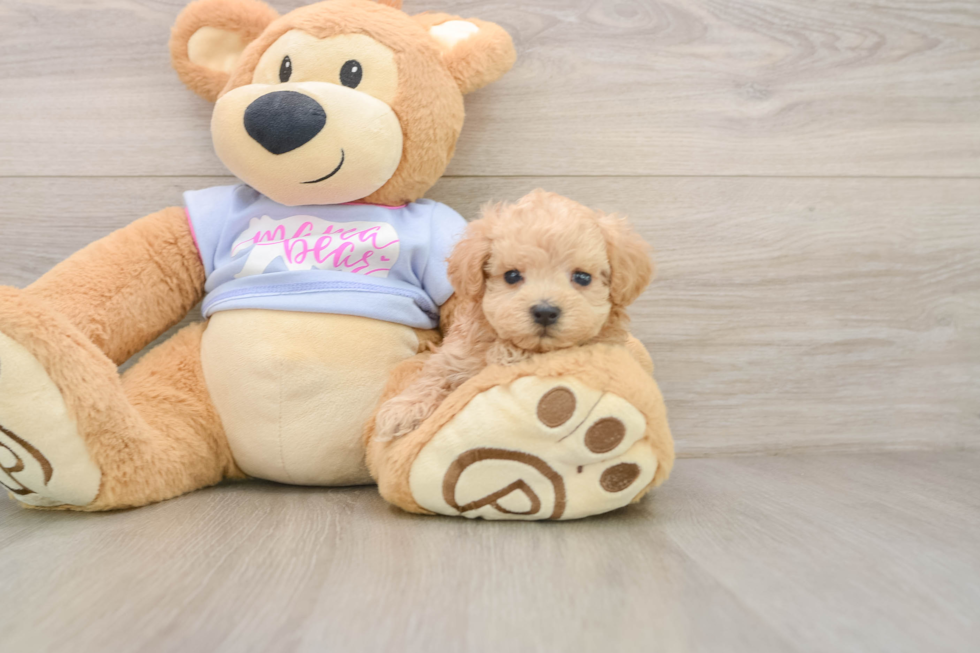 Energetic Multipoo Poodle Mix Puppy