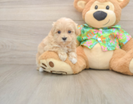 8 week old Maltipoo Puppy For Sale - Pilesgrove Pups