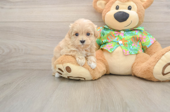 Maltipoo Puppy for Adoption