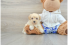 Maltipoo Puppy for Adoption