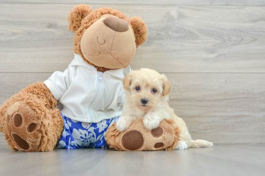 Fluffy Maltipoo Poodle Mix Pup