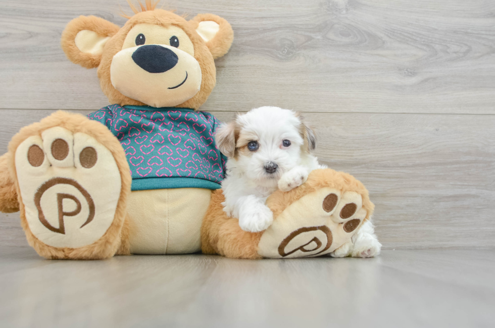 8 week old Maltipoo Puppy For Sale - Pilesgrove Pups