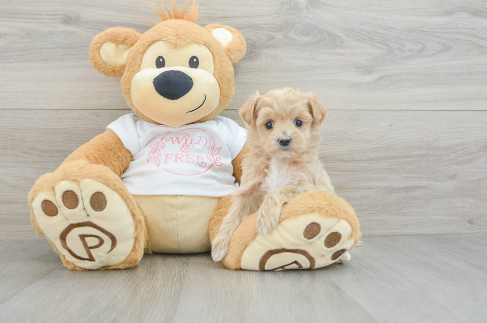 5 week old Maltipoo Puppy For Sale - Pilesgrove Pups