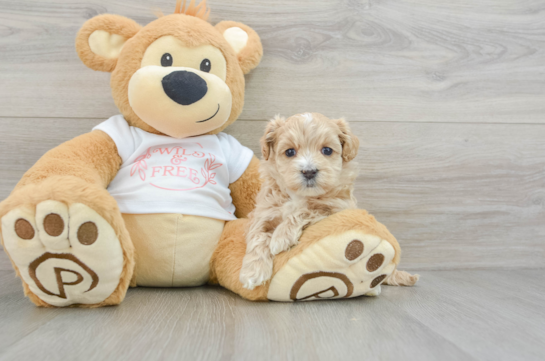 Hypoallergenic Maltepoo Poodle Mix Puppy