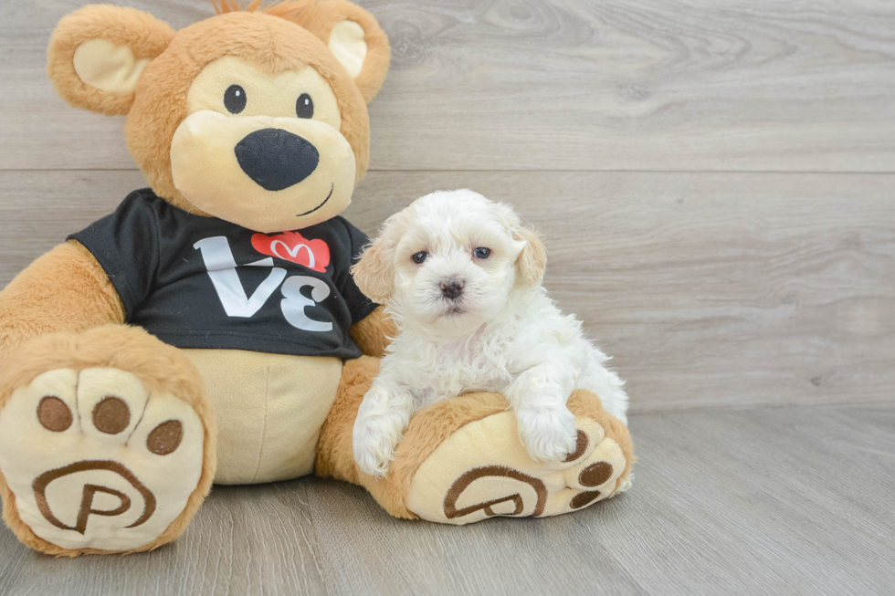 Maltipoo Puppy for Adoption
