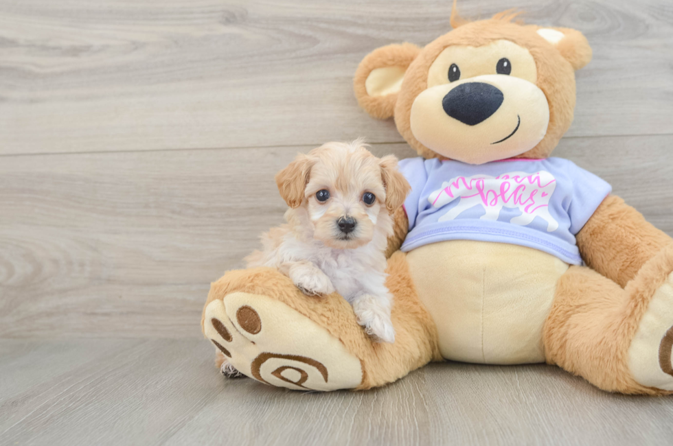 5 week old Maltipoo Puppy For Sale - Pilesgrove Pups
