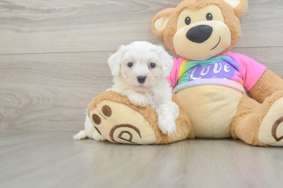 6 week old Maltipoo Puppy For Sale - Pilesgrove Pups