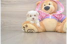 Cute Maltipoo Baby
