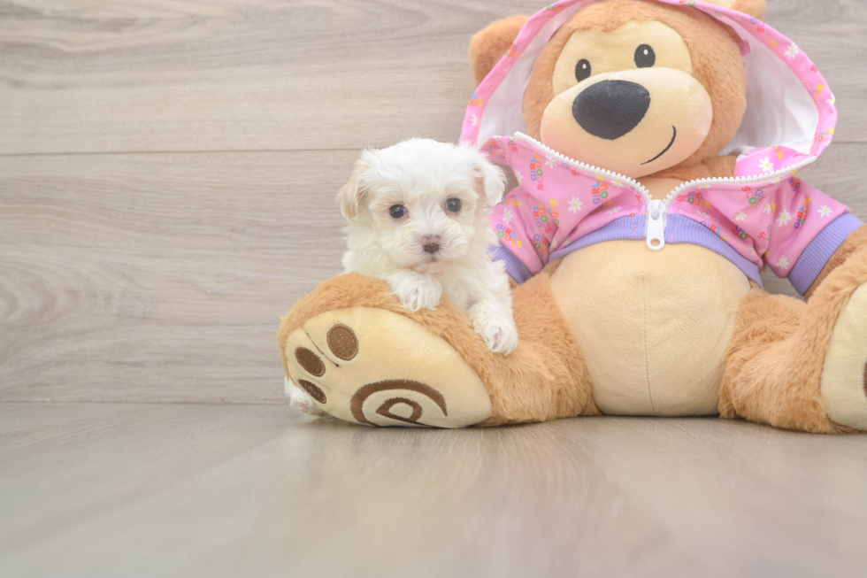 Cute Maltipoo Baby
