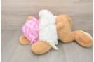 Maltipoo Puppy for Adoption