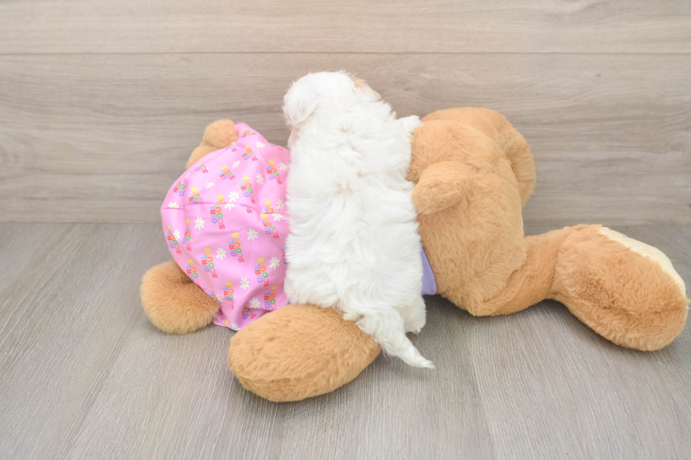 Maltipoo Puppy for Adoption