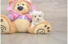 Maltipoo Puppy for Adoption