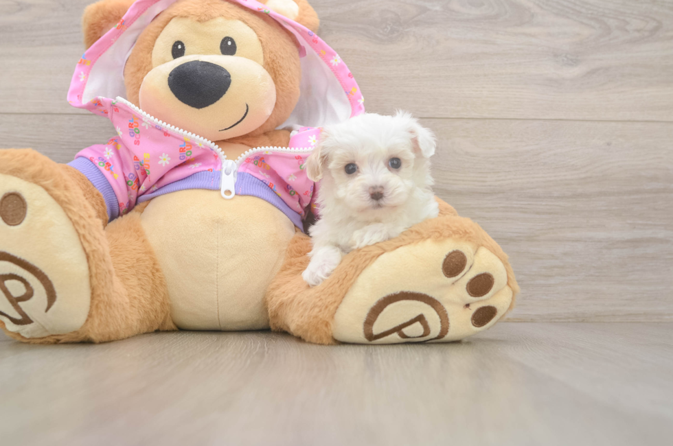6 week old Maltipoo Puppy For Sale - Pilesgrove Pups