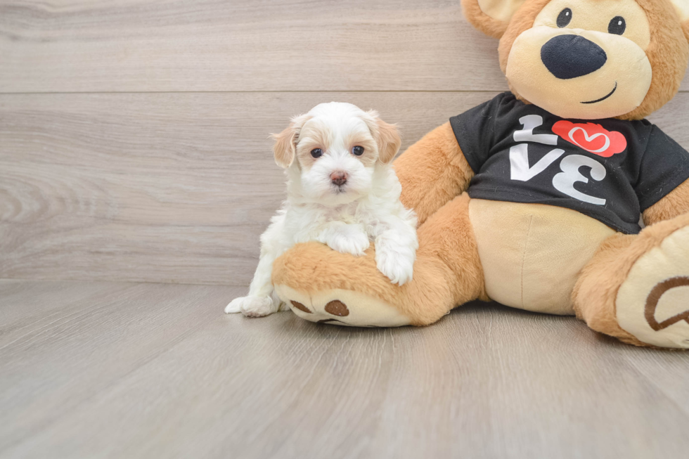 Popular Maltipoo Poodle Mix Pup