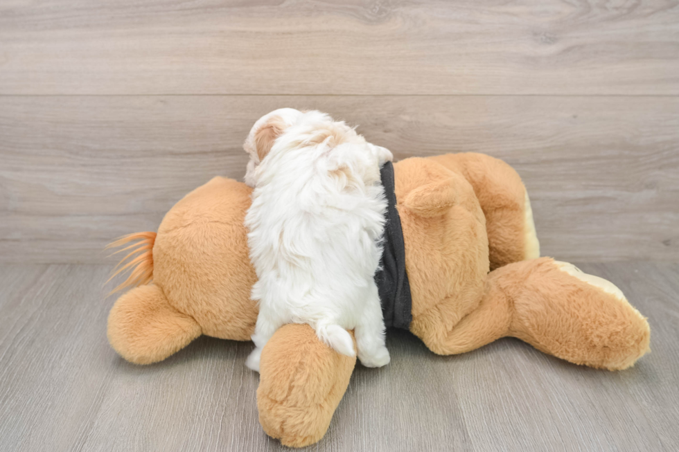 Maltipoo Pup Being Cute