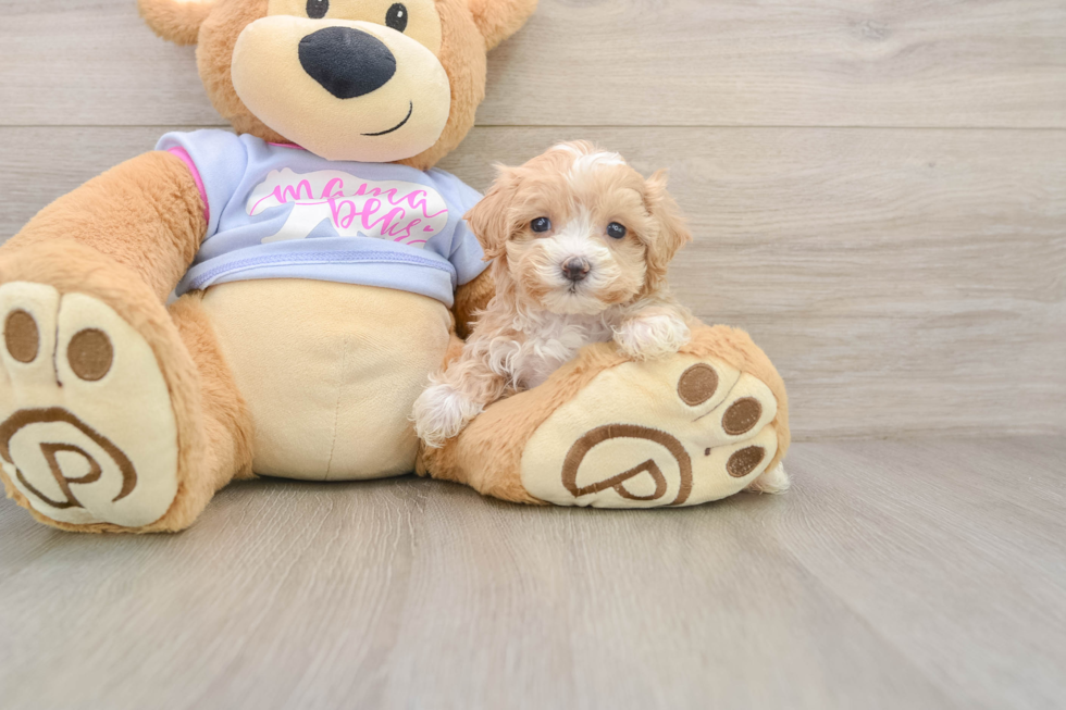 Maltipoo Puppy for Adoption