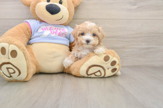 Maltipoo Puppy for Adoption