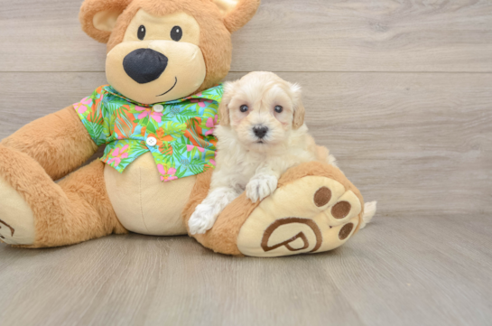 Little Maltepoo Poodle Mix Puppy