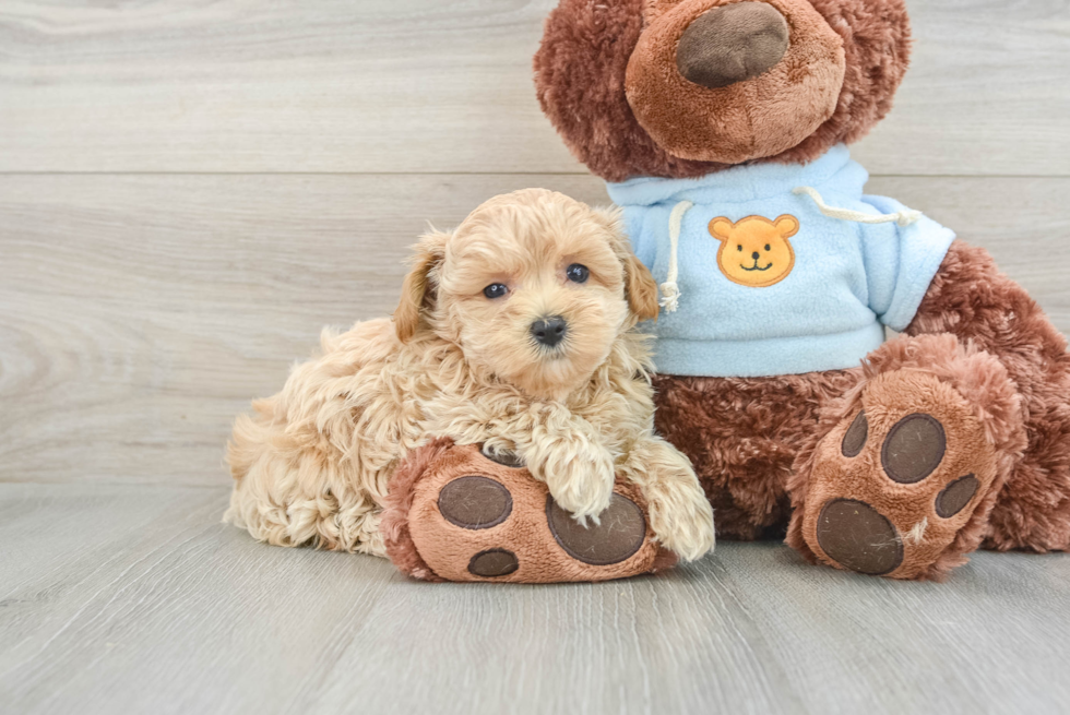 Best Maltipoo Baby