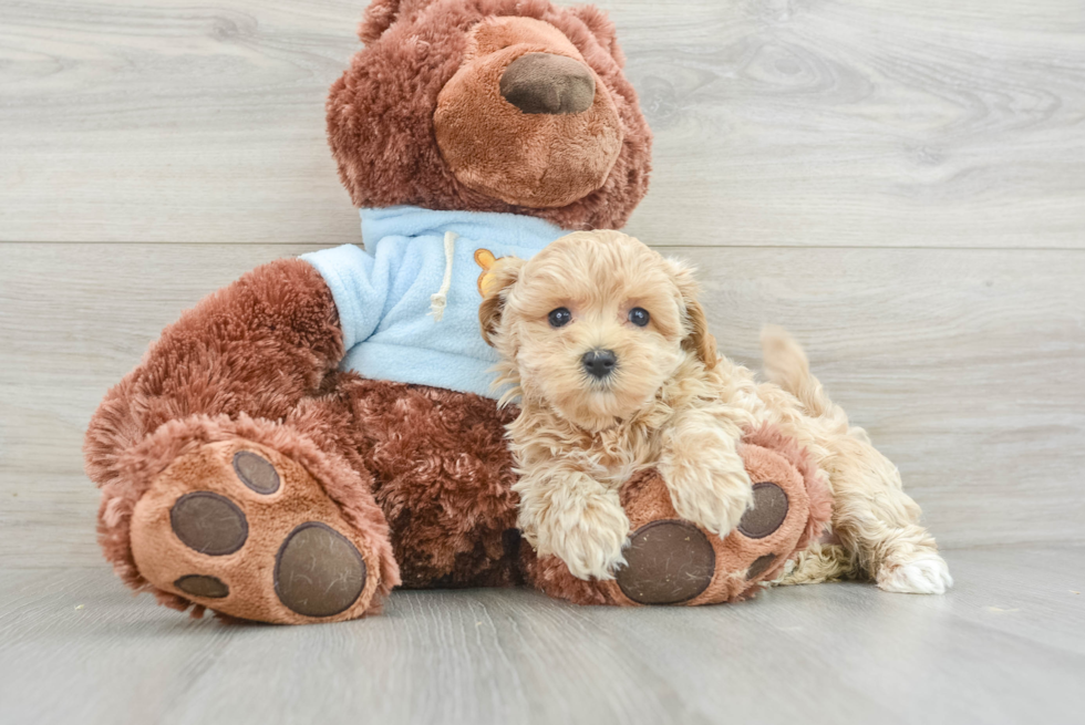 Maltipoo Pup Being Cute