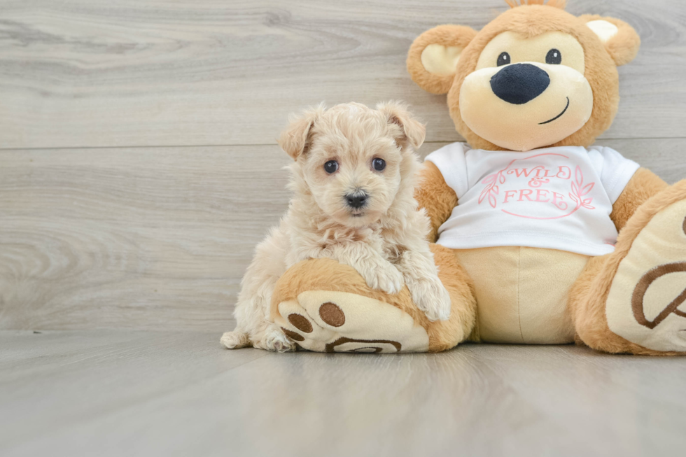 Happy Maltipoo Baby