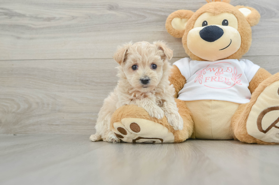 5 week old Maltipoo Puppy For Sale - Pilesgrove Pups