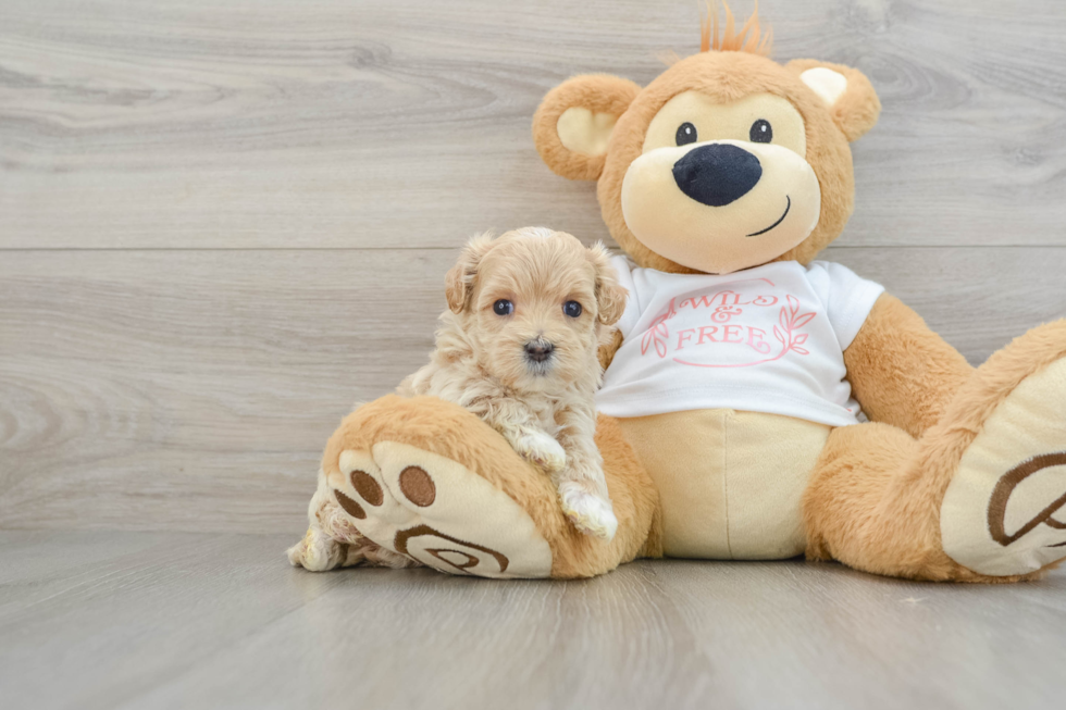 Best Maltipoo Baby