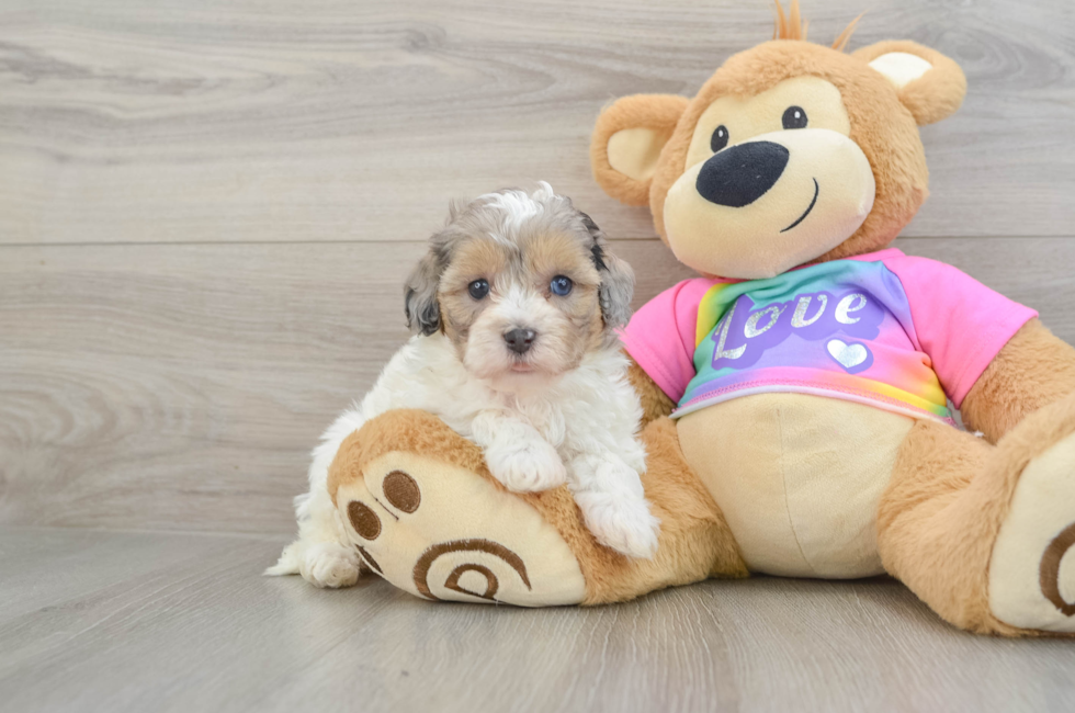 6 week old Maltipoo Puppy For Sale - Pilesgrove Pups