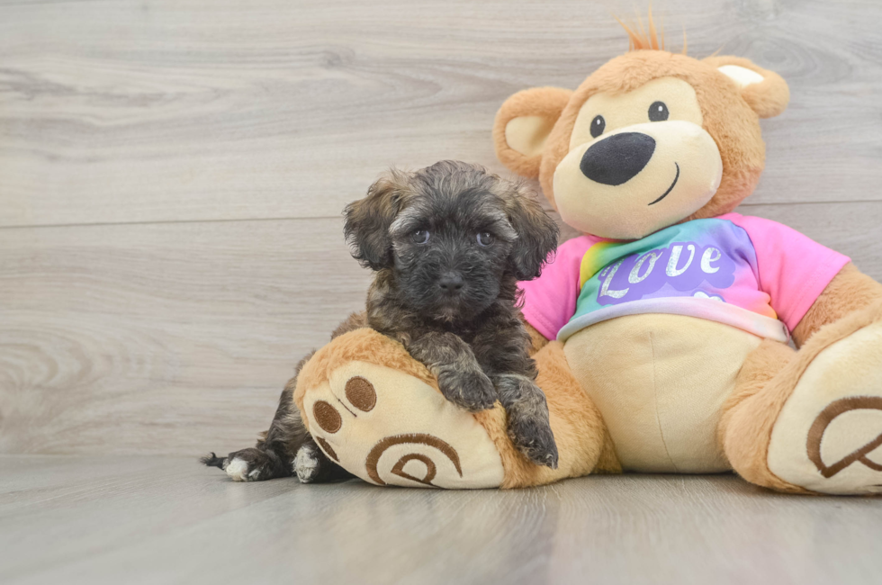 6 week old Maltipoo Puppy For Sale - Pilesgrove Pups