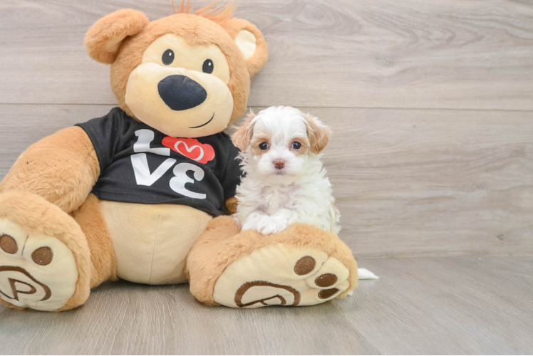 Petite Maltipoo Poodle Mix Pup