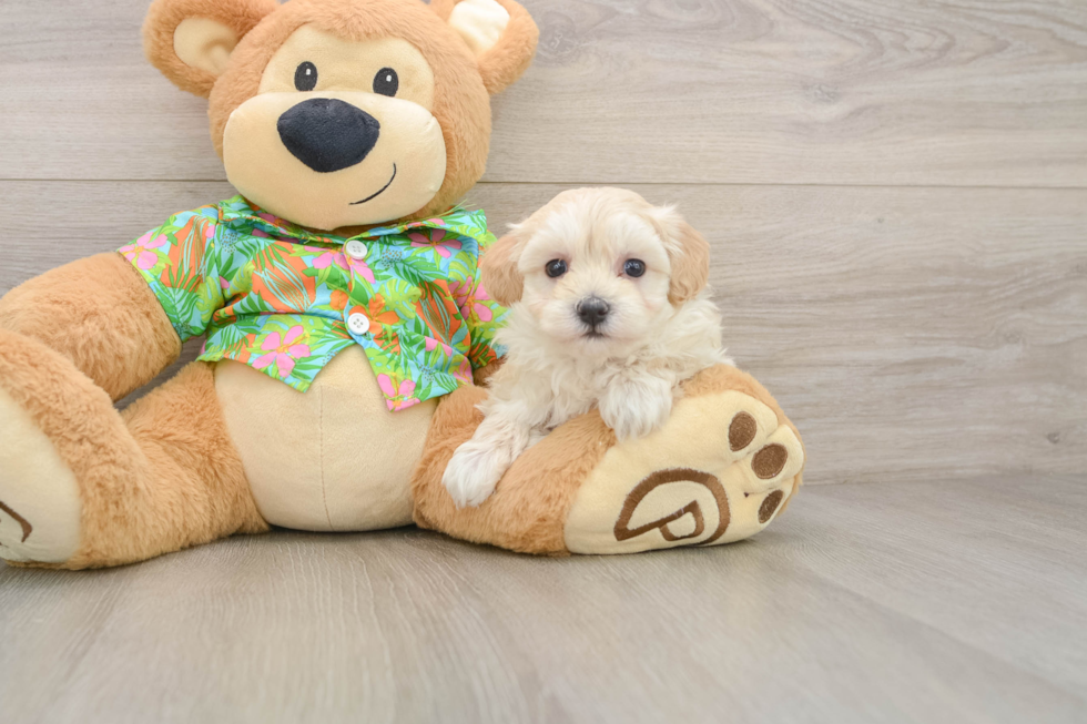 Maltipoo Puppy for Adoption