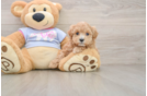 Hypoallergenic Maltepoo Poodle Mix Puppy