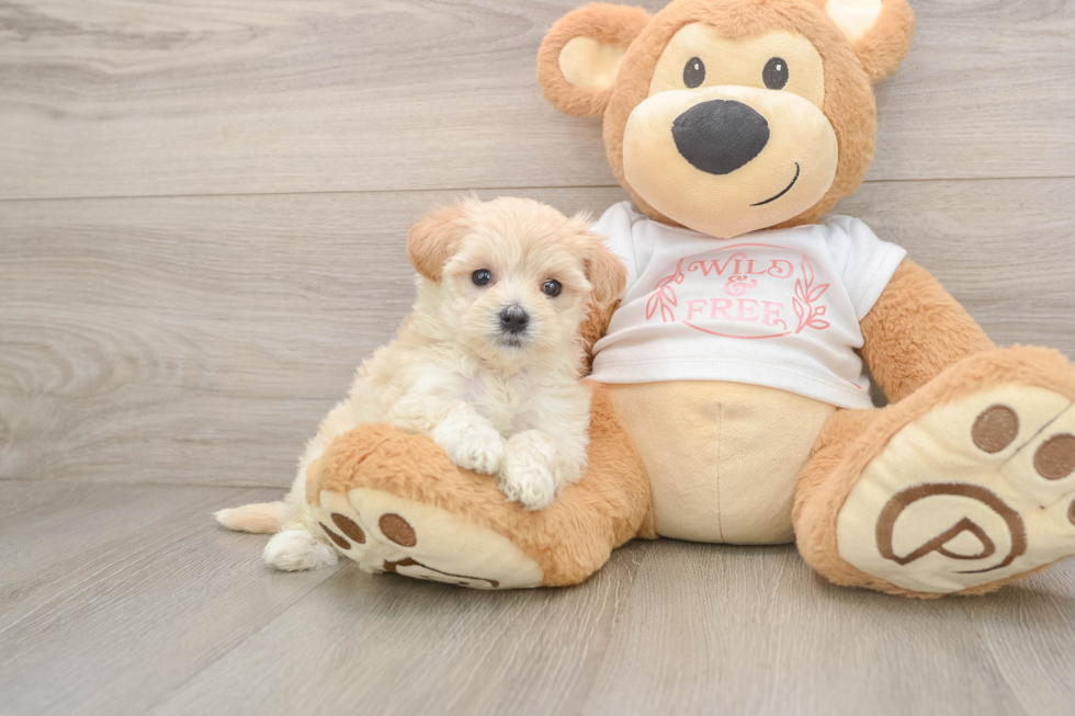 Playful Maltese Poodle Poodle Mix Puppy