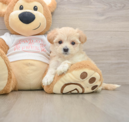 7 week old Maltipoo Puppy For Sale - Pilesgrove Pups
